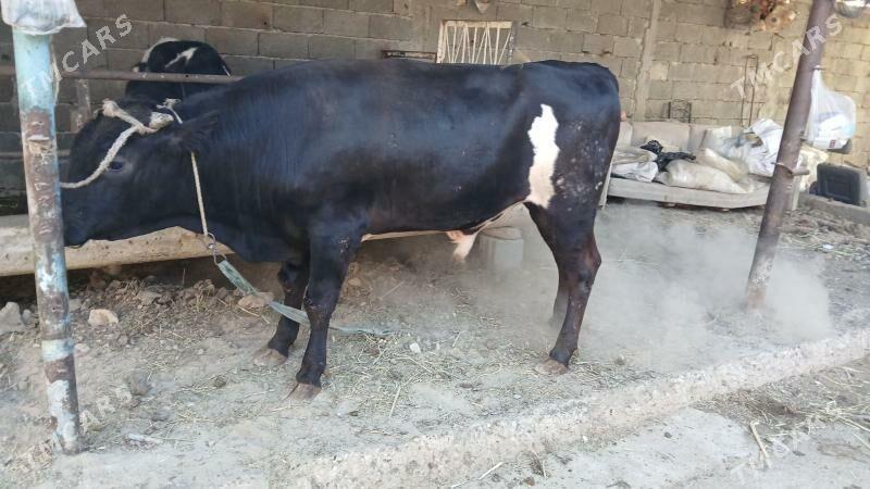 okuz - Aşgabat - img 4