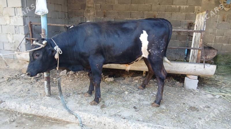 okuz - Aşgabat - img 3