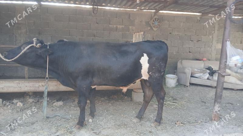 okuz - Aşgabat - img 2