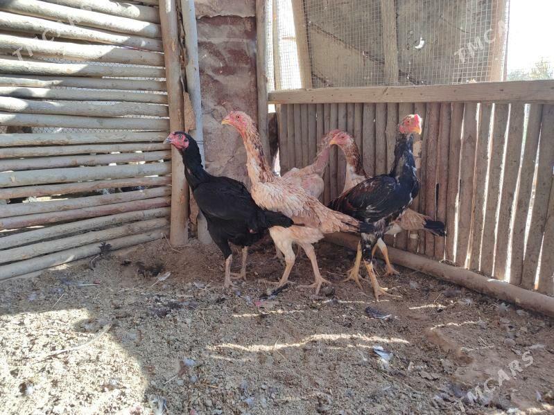 Baysy Towk Horaz - Baýramaly - img 2