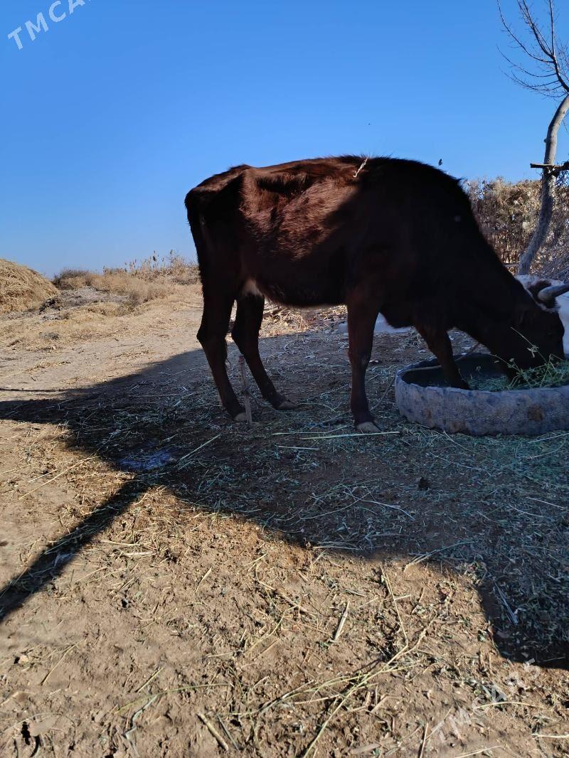 Göleli sygyr - Дарганата - img 2