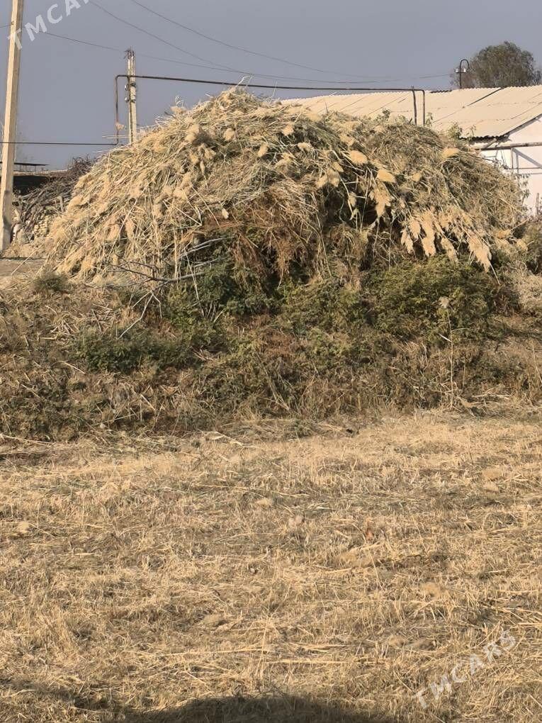 Mal oty - Саят - img 1