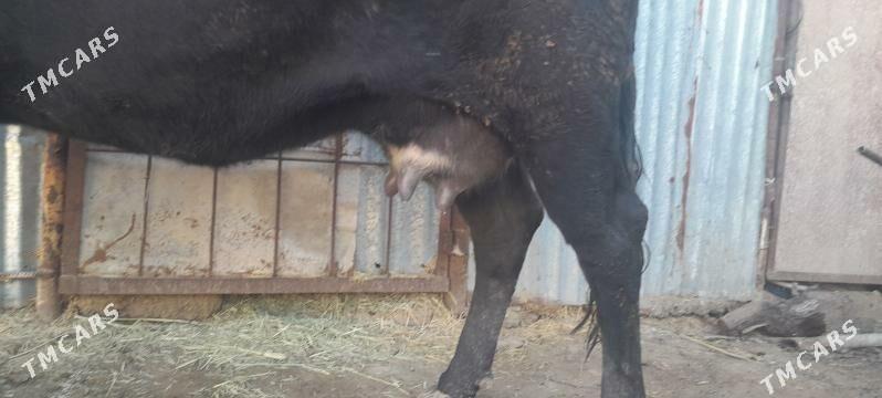 goleli sygyr - Wekilbazar - img 3