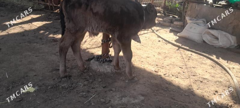 goleli sygyr - Wekilbazar - img 2