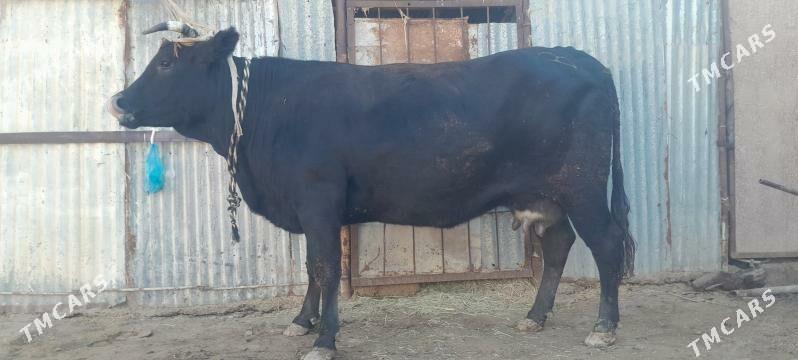 goleli sygyr - Wekilbazar - img 4