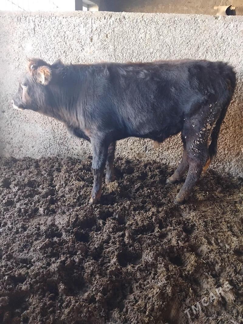 Okuz - Бахарден - img 1