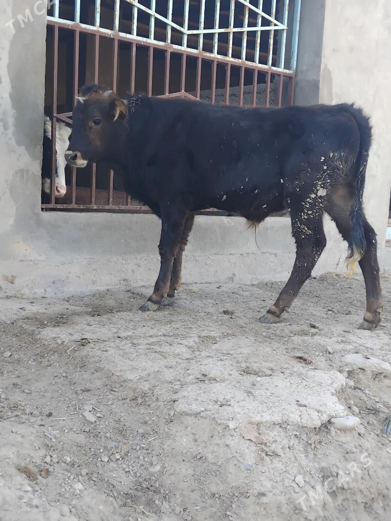 Okuz - Бахарден - img 2