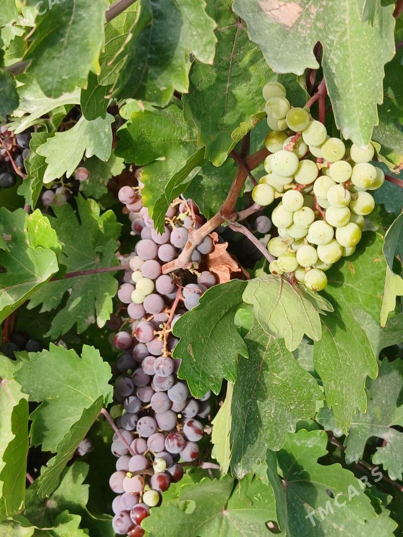 uzum yer - Gökdepe - img 1