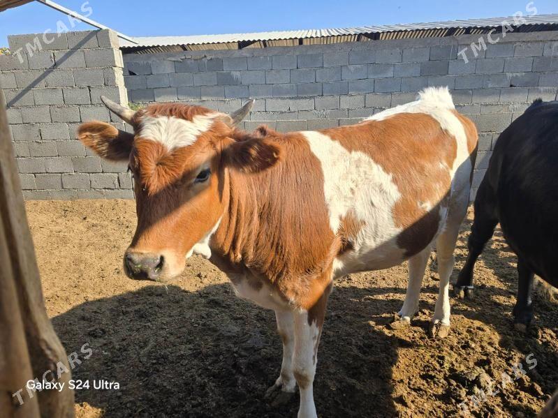 Arasa tuwe mal gozlyanlere - Ak bugdaý etraby - img 2