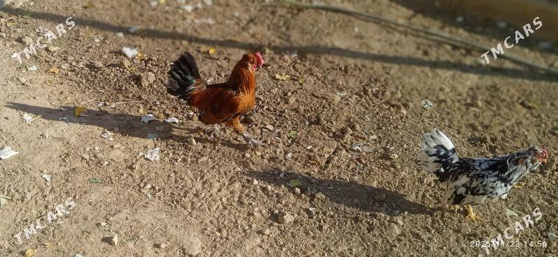 karlik - Balkanabat - img 1