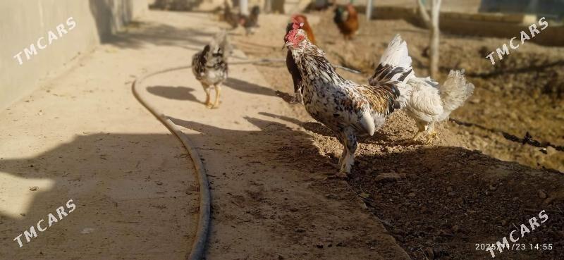 karlik - Balkanabat - img 3