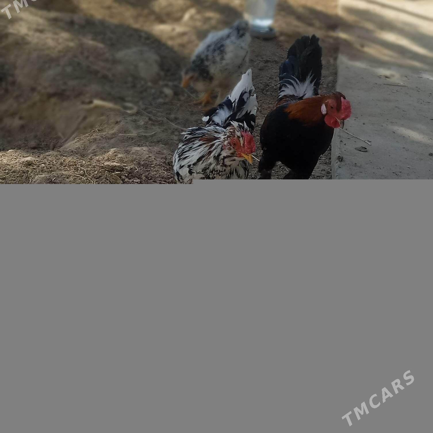 karlik - Balkanabat - img 7