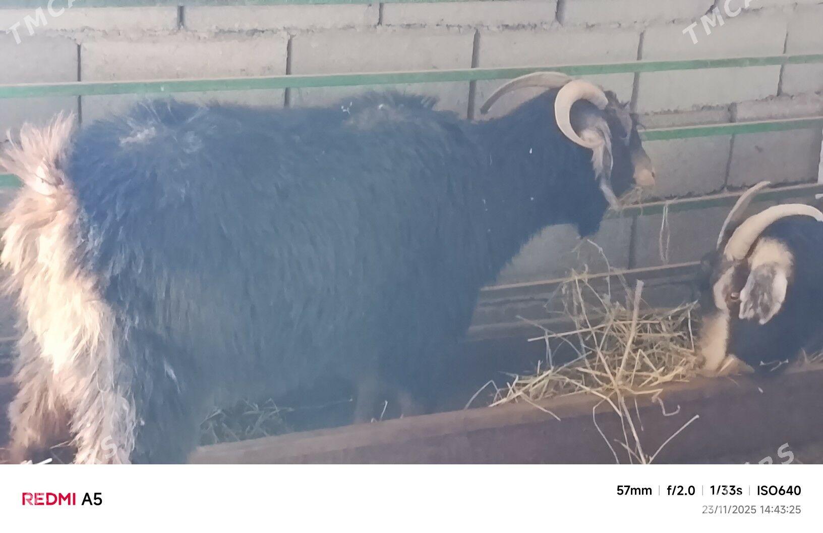 geçi - Бузмеин - img 3