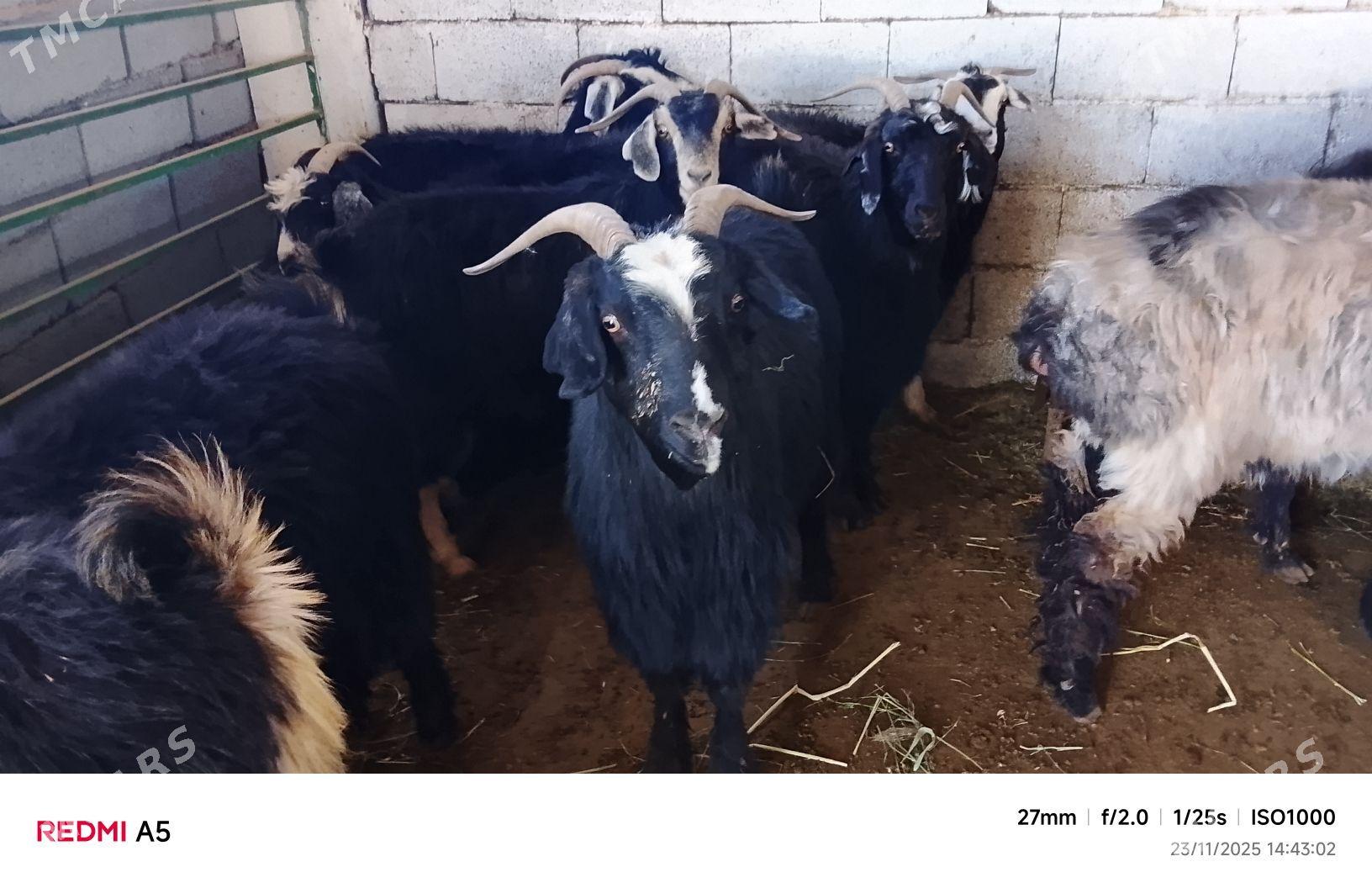 geçi - Бузмеин - img 2