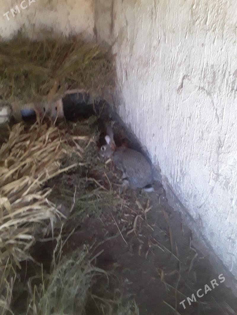 TOWSAN - Gubadag - img 5