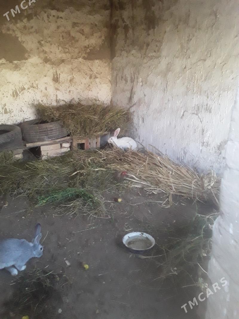 TOWSAN - Gubadag - img 8