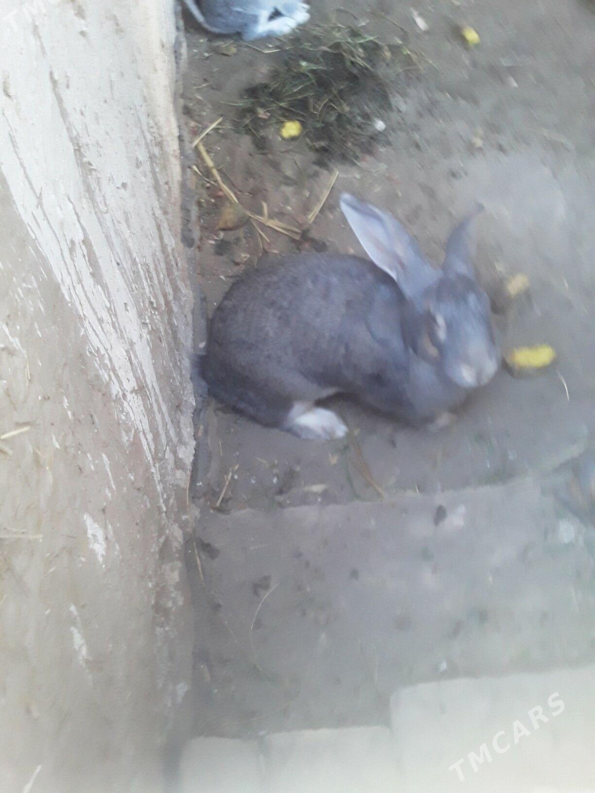 TOWSAN - Gubadag - img 7