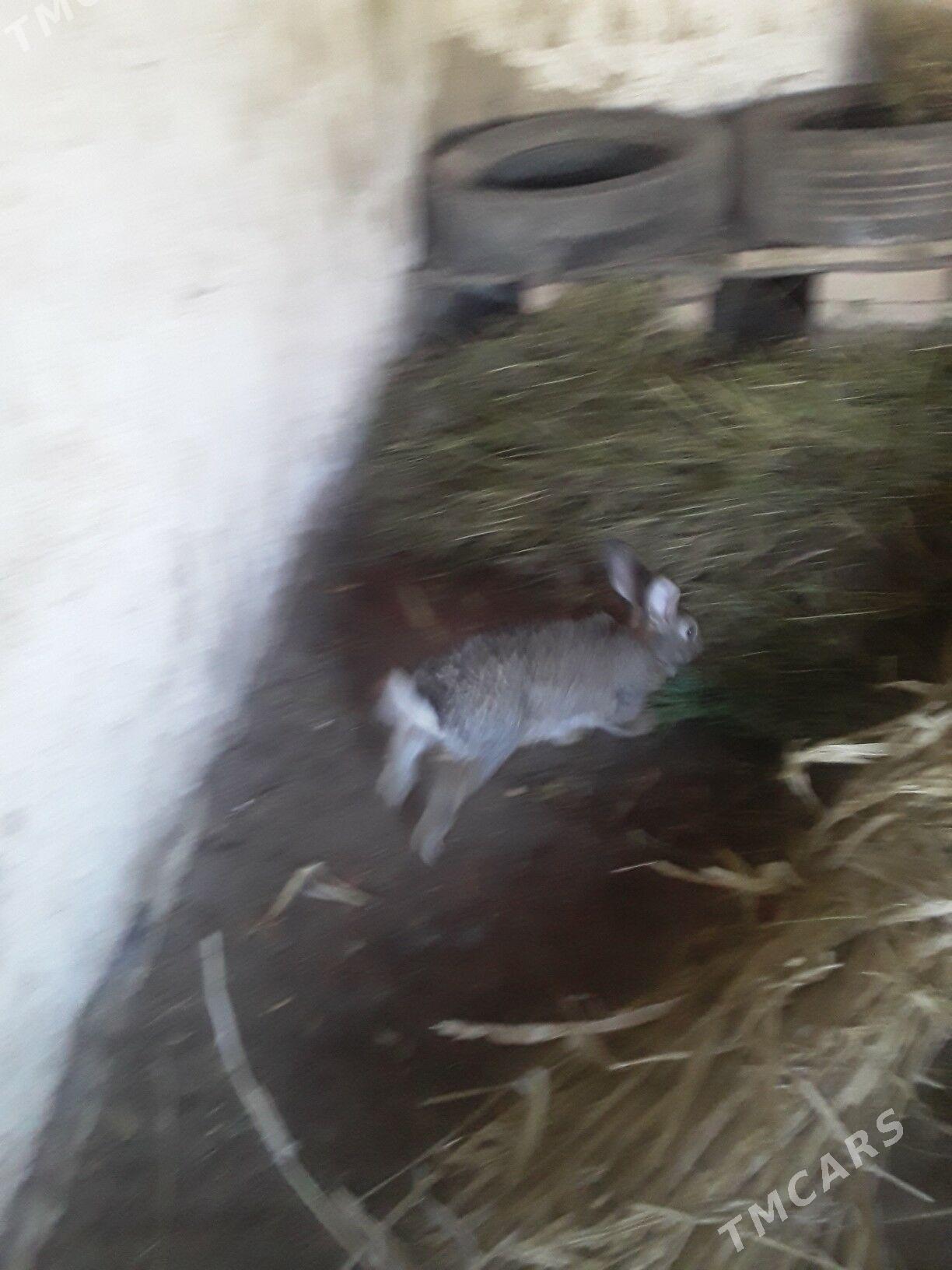 TOWSAN - Gubadag - img 1