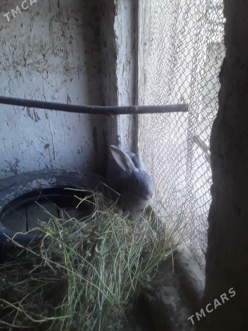 TOWSAN - Gubadag - img 6