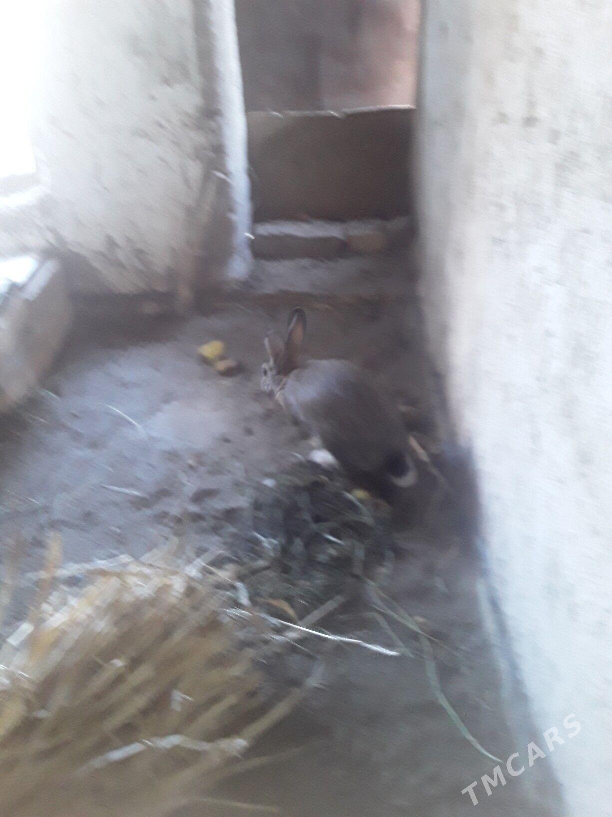 TOWSAN - Gubadag - img 3