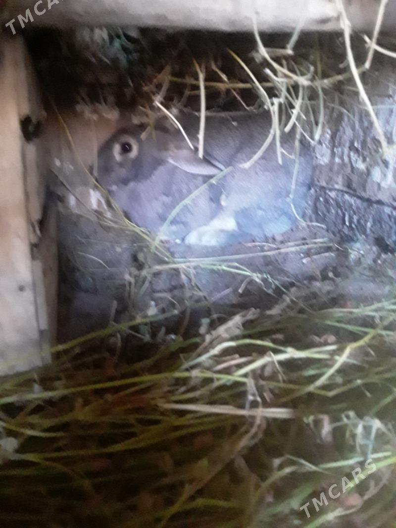 TOWSAN - Gubadag - img 2