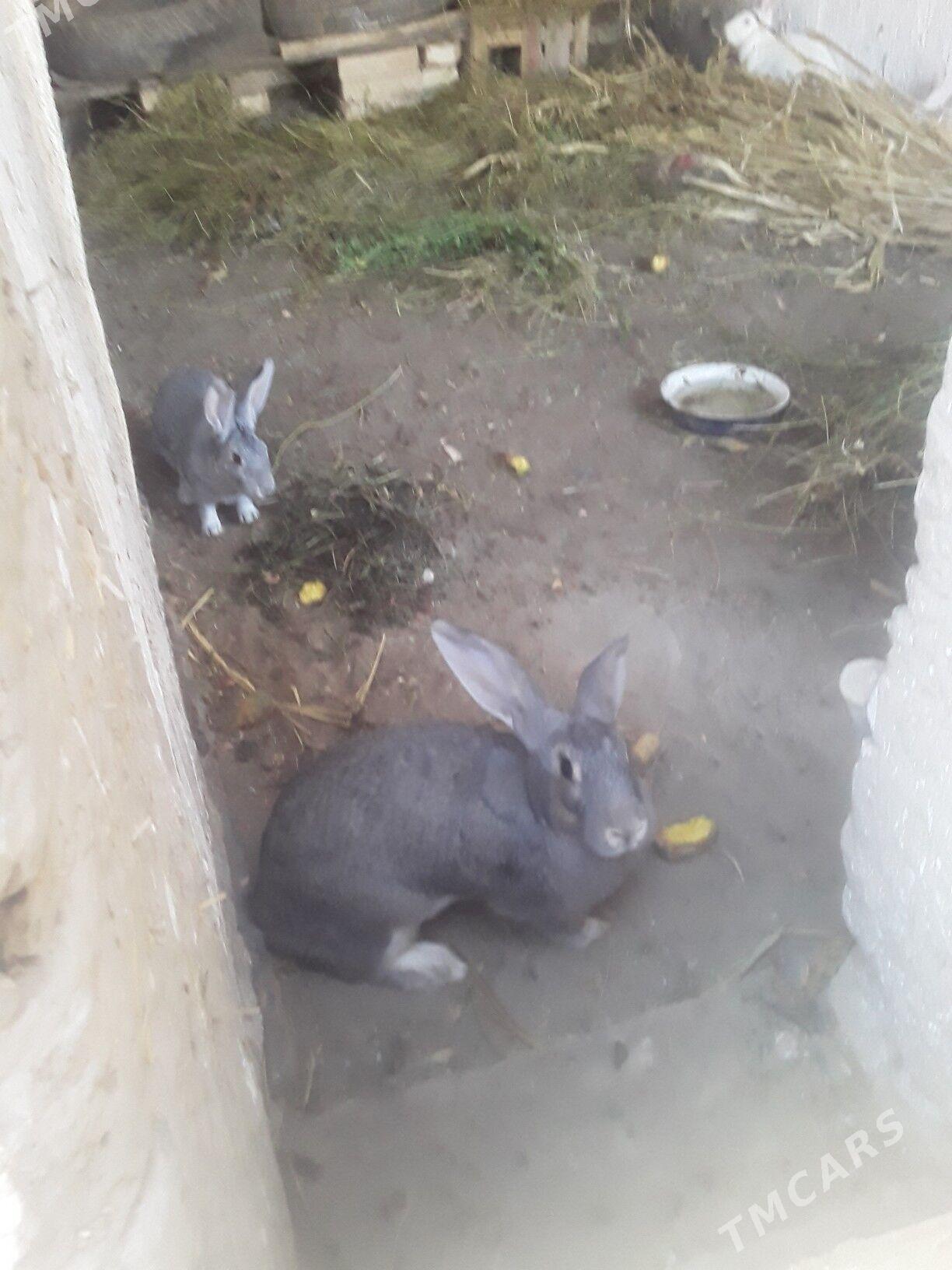 TOWSAN - Gubadag - img 9