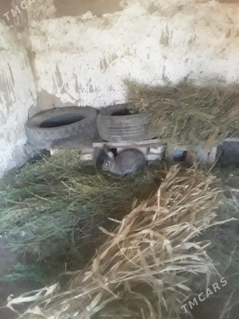 TOWSAN - Gubadag - img 4