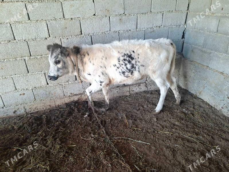 Tohum Tüwe - Gökdepe - img 1