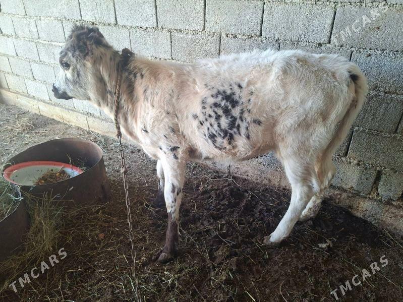 Tohum Tüwe - Gökdepe - img 4