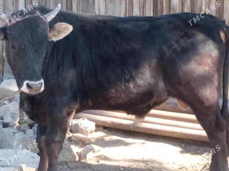 öküz - Балканабат - img 1