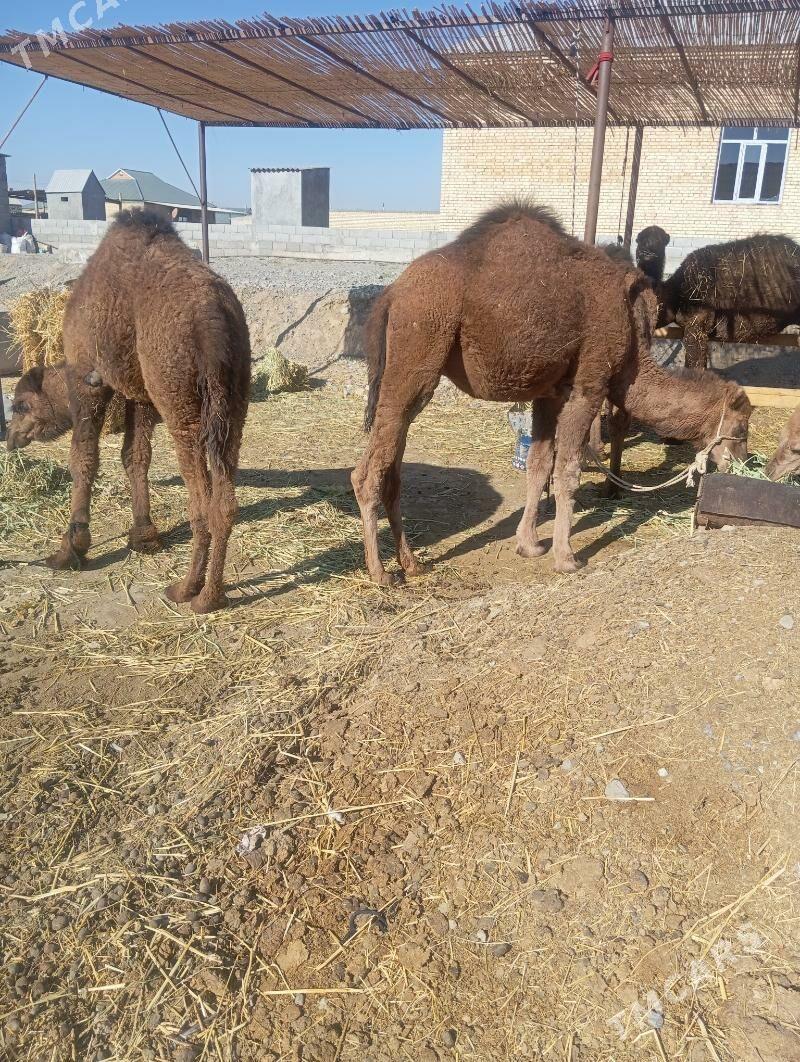 Owşyk - Гёкдепе - img 3