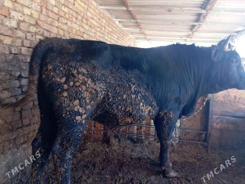 Okuz - Гуртли - img 1