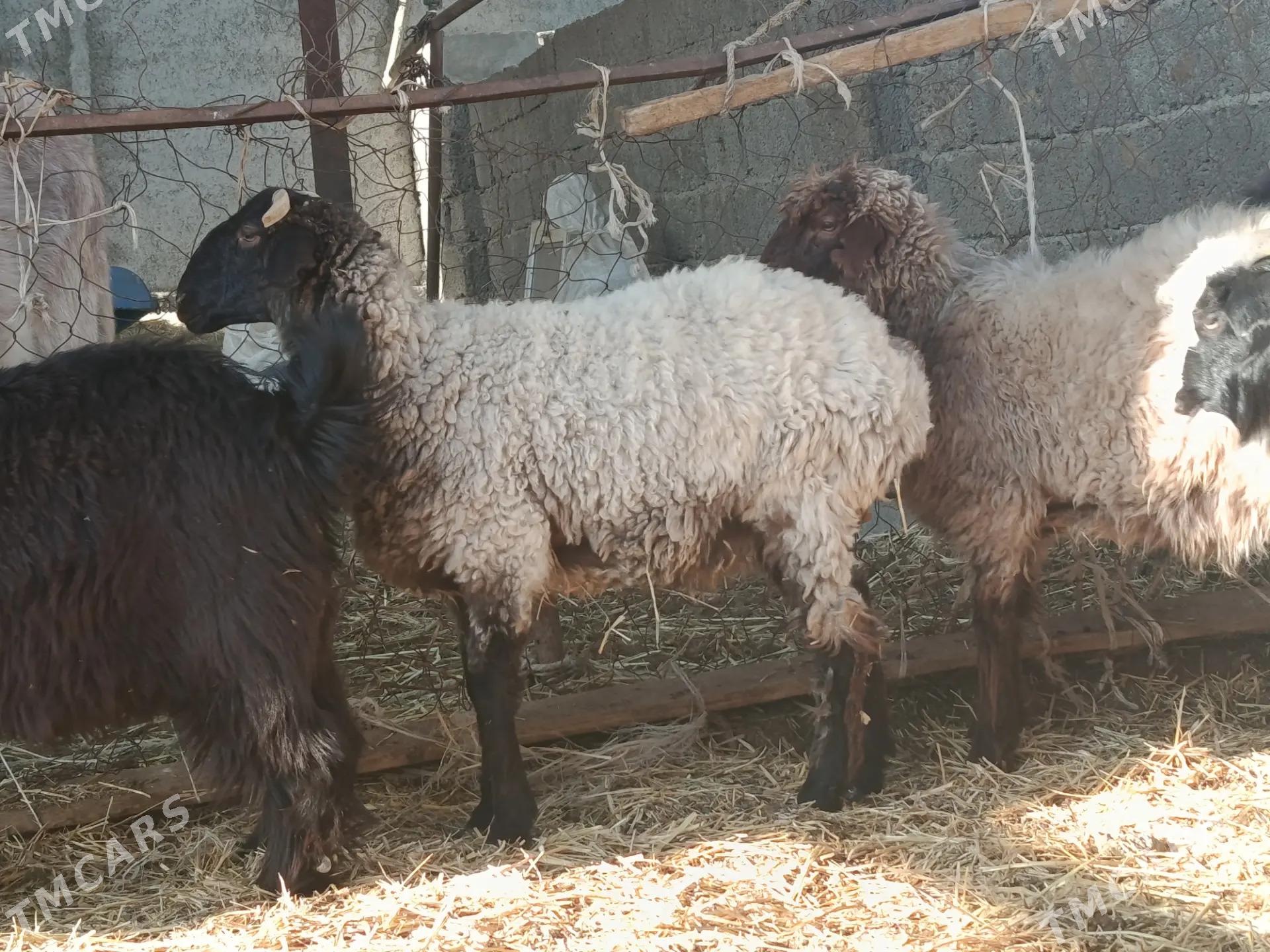 bakylan tokly - Garadamak - img 3