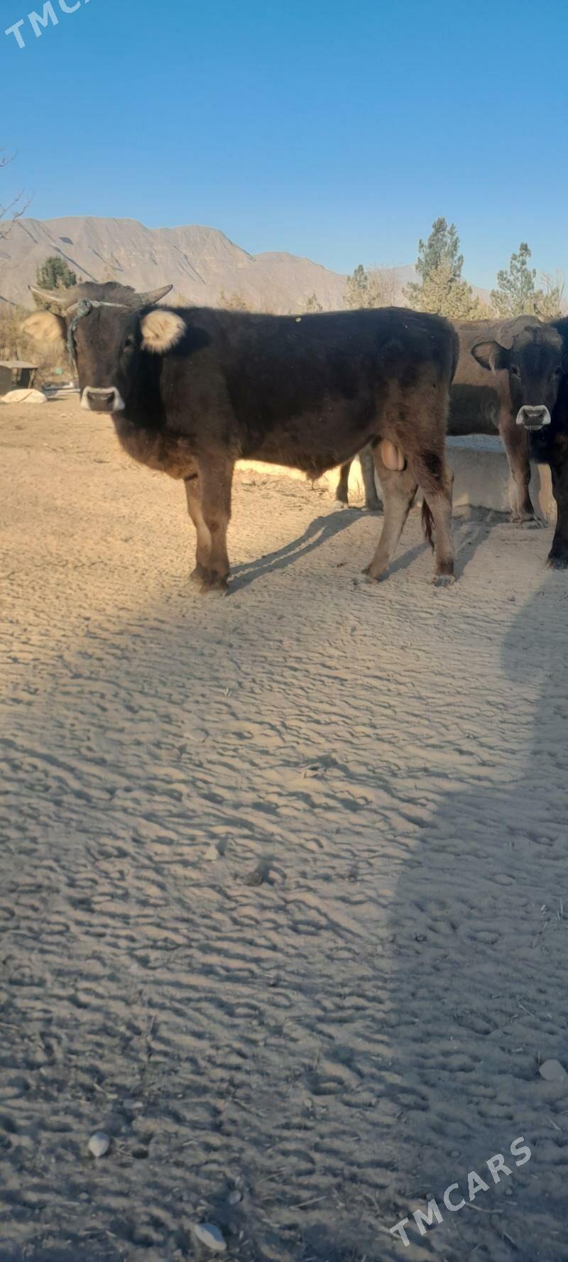 öküz - Багир - img 1