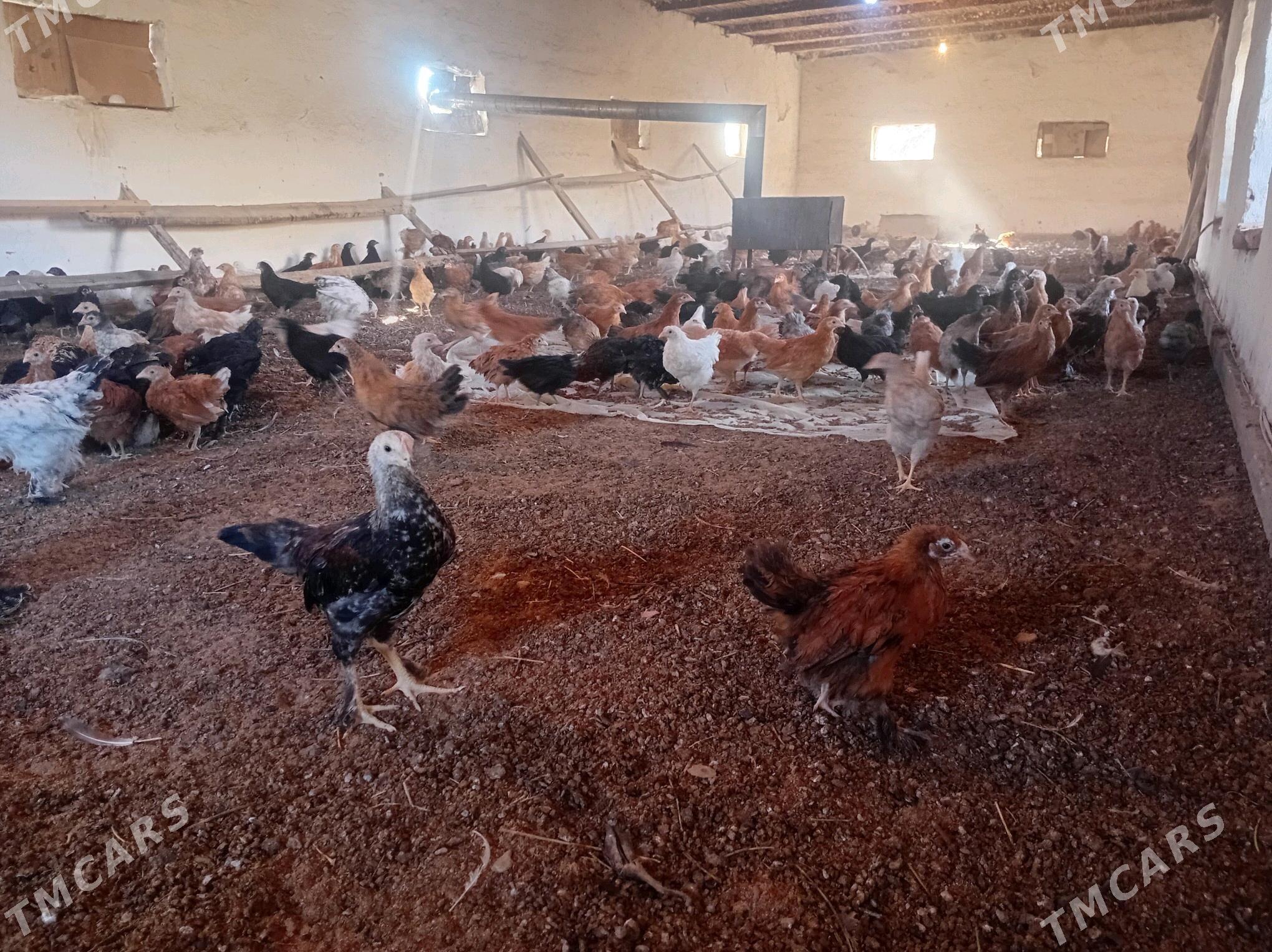 juyje - Сакарчага - img 4