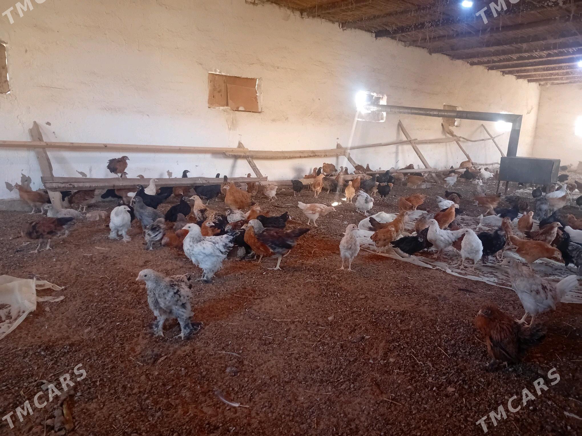 juyje - Сакарчага - img 3