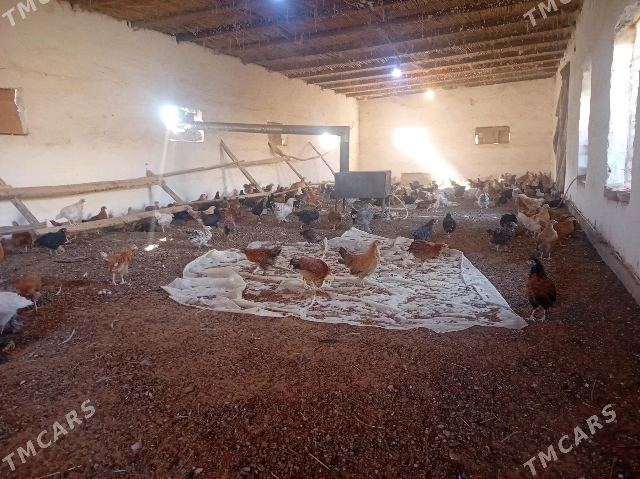 juyje - Сакарчага - img 2