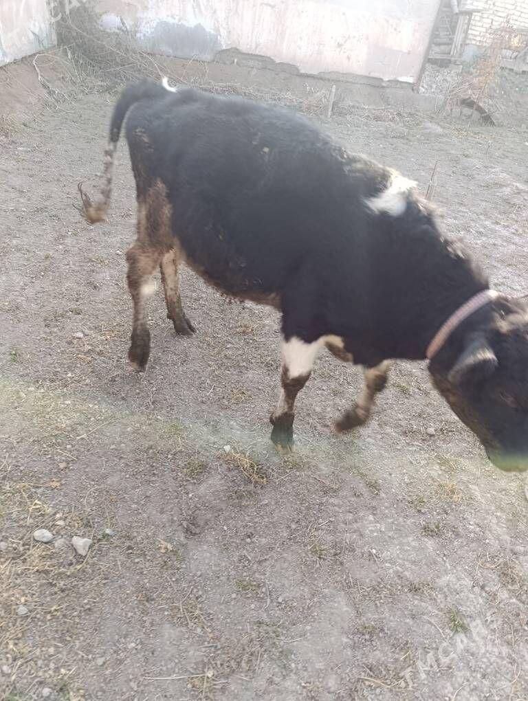 Okuzça - Çärjew - img 3