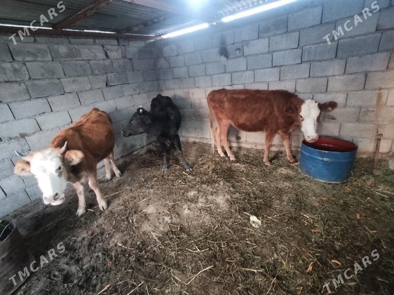 3 sany tohum tuwe - Гёкдепе - img 5