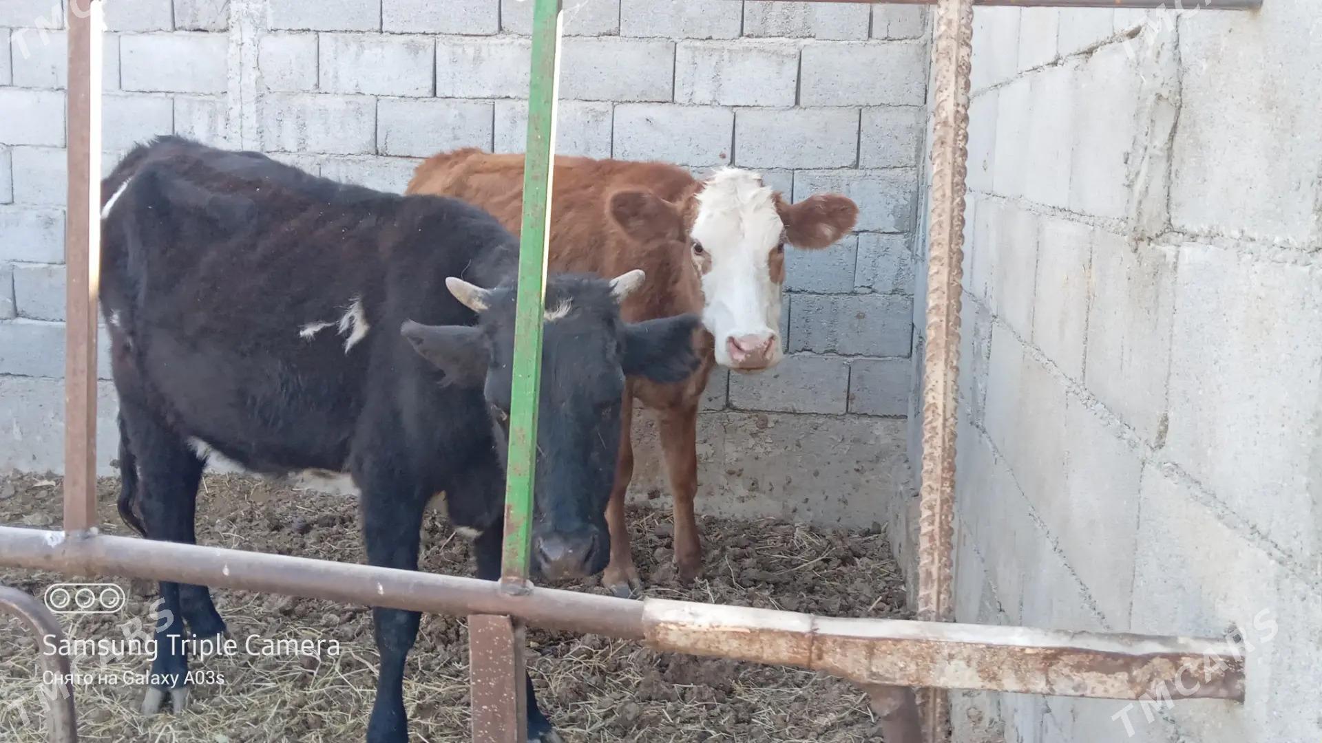 3 sany tohum tuwe - Гёкдепе - img 10