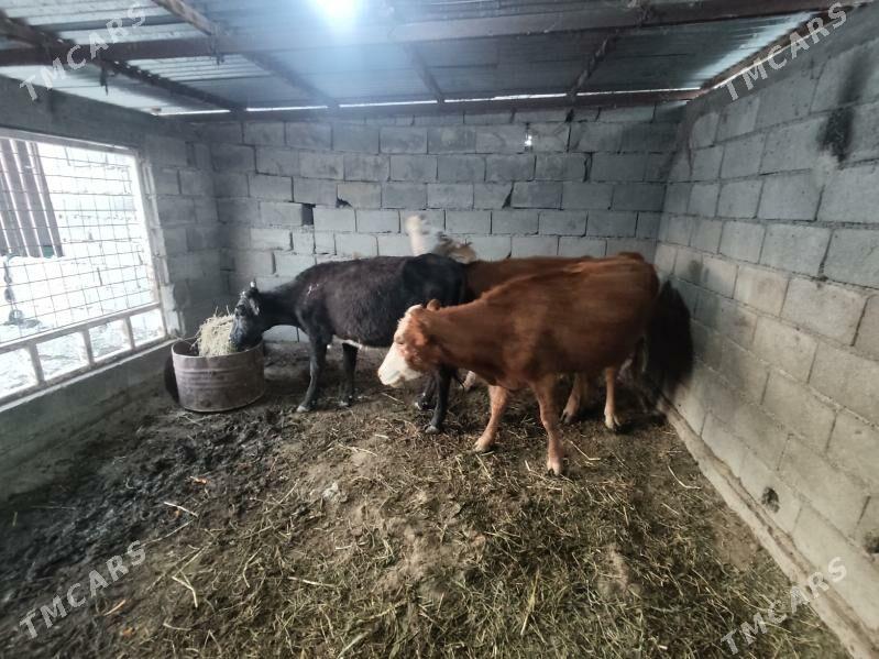 3 sany tohum tuwe - Гёкдепе - img 4