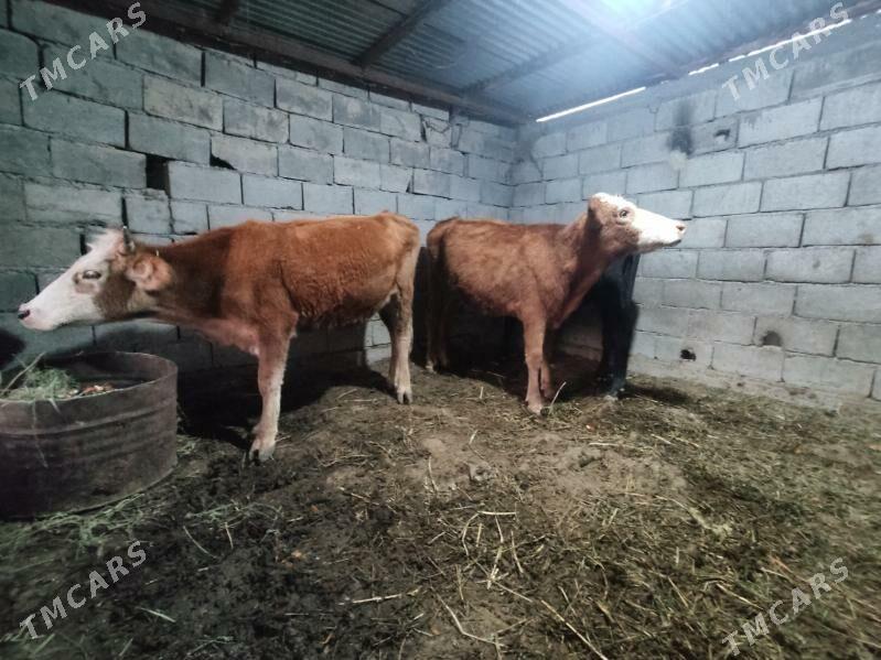 3 sany tohum tuwe - Гёкдепе - img 9