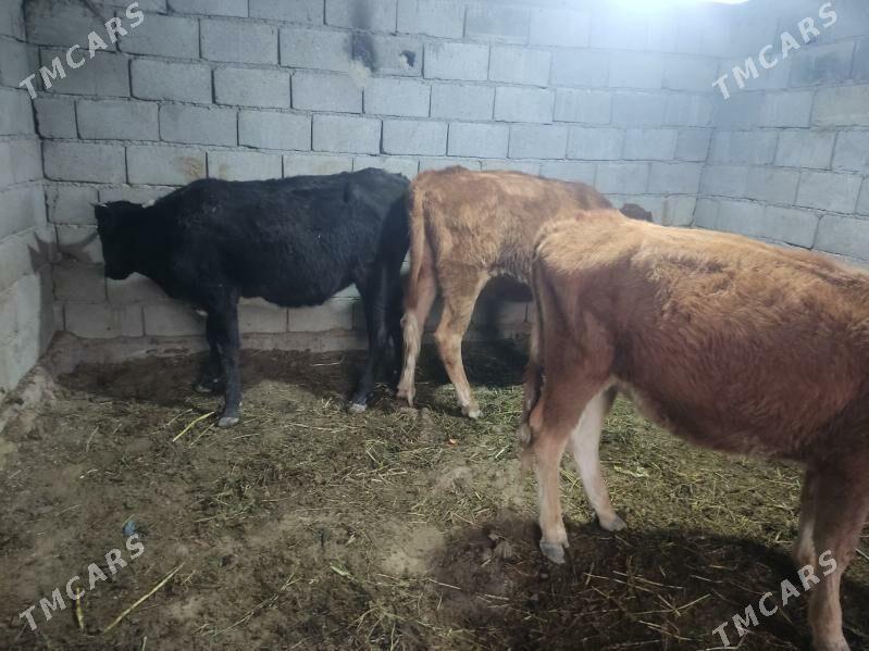 3 sany tohum tuwe - Гёкдепе - img 7