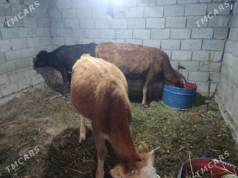 3 sany tohum tuwe - Гёкдепе - img 6