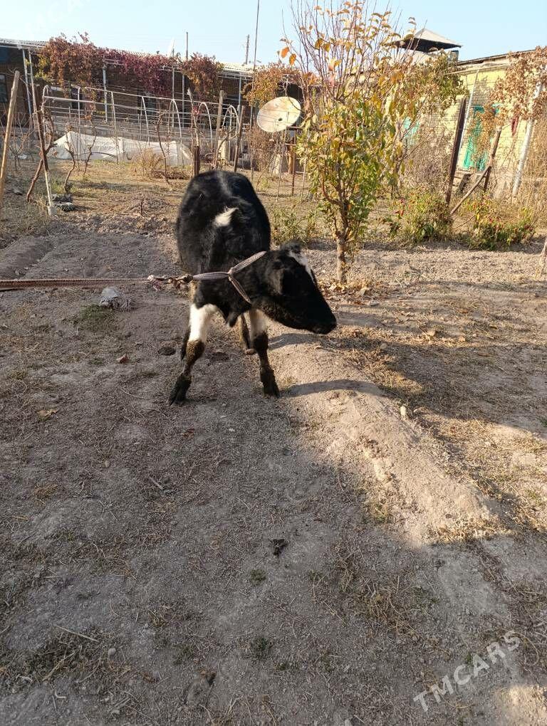 Okuzça - Çärjew - img 2