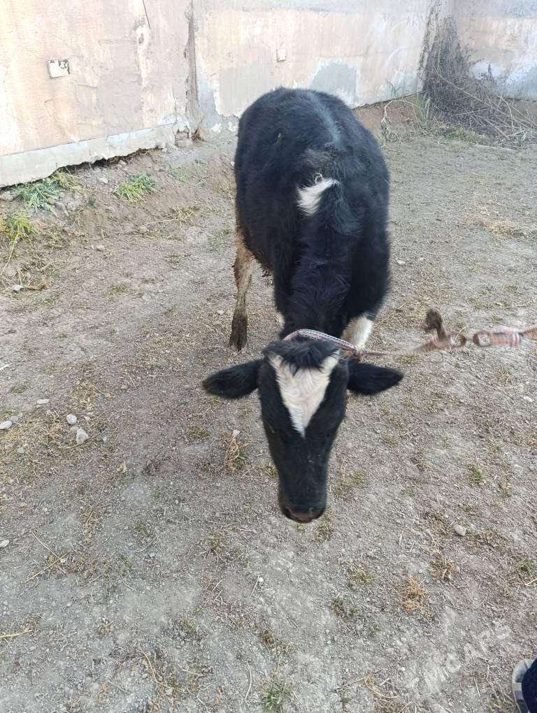 Okuzça - Çärjew - img 4