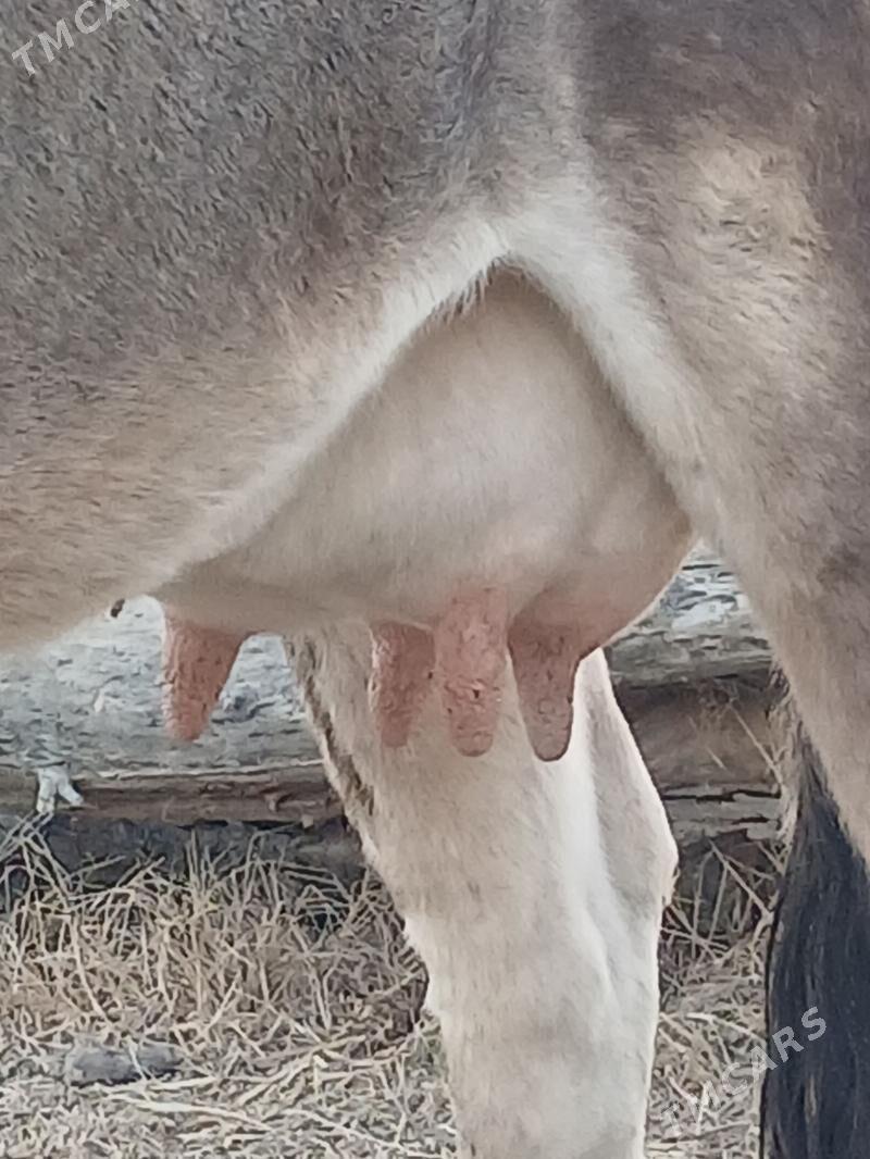 GOLELI SYGYR - Bäherden - img 6