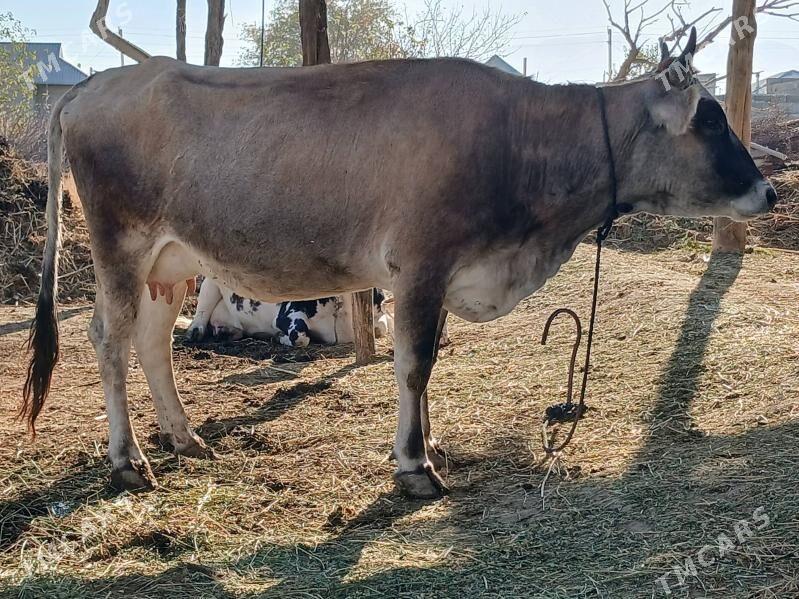 GOLELI SYGYR - Bäherden - img 1
