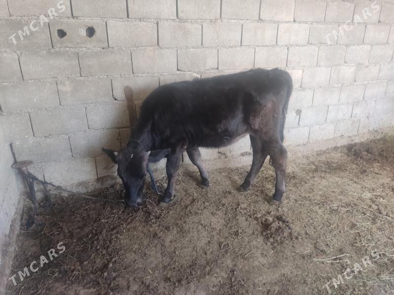 2 okuz 2 tuwe - Gökdepe - img 8