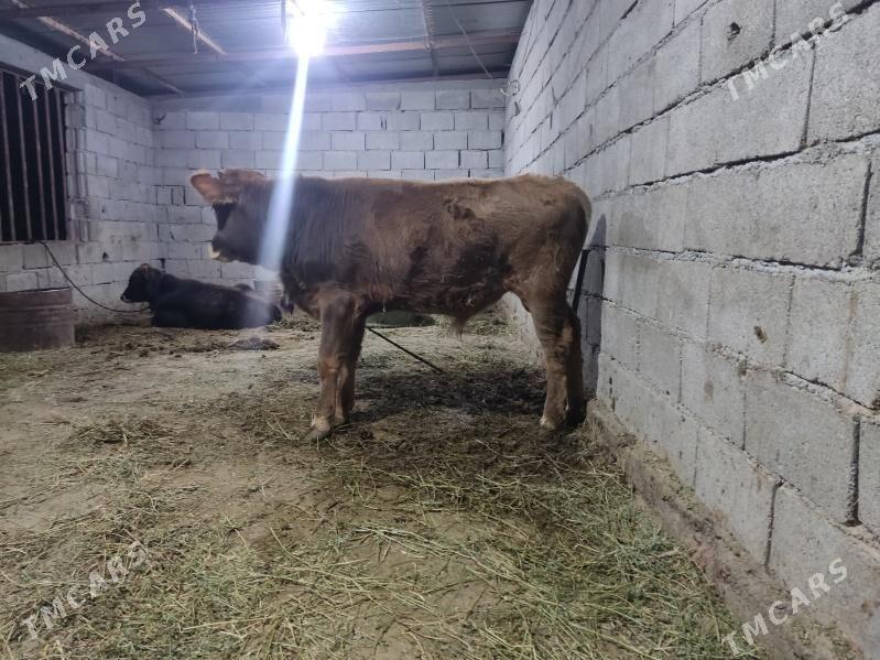 2 okuz 2 tuwe - Gökdepe - img 10